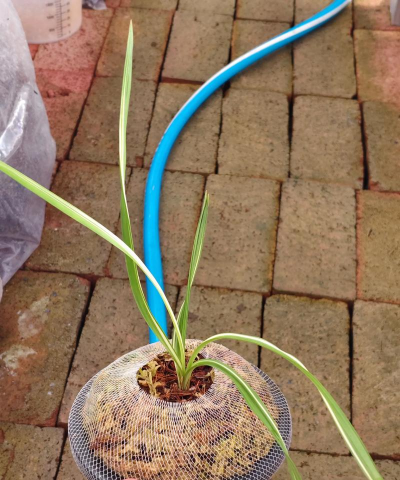 小众送妈妈的花有哪些花