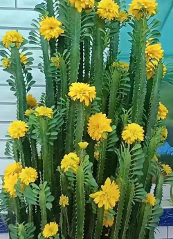 小众送妈妈的花有哪些花