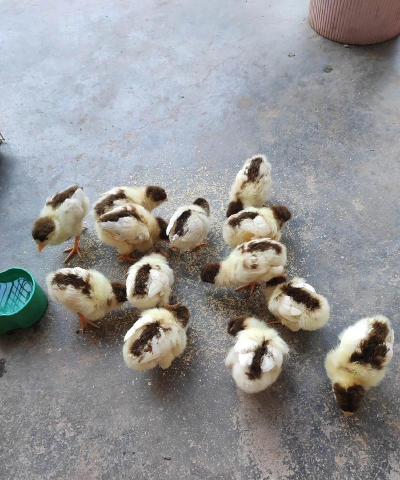 小众送妈妈的花有哪些花