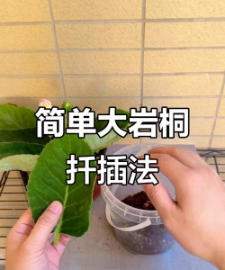 小众送妈妈的花有哪些花