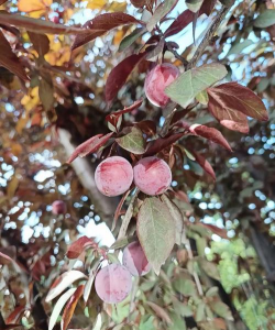 小众送妈妈的花有哪些花