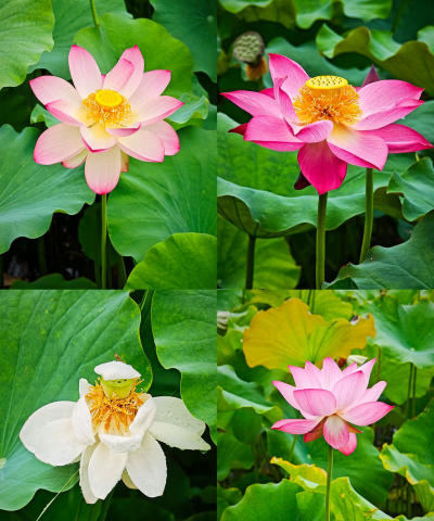 小众送妈妈的花有哪些花