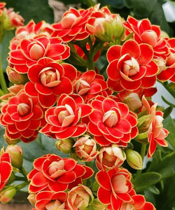 小众送妈妈的花有哪些花