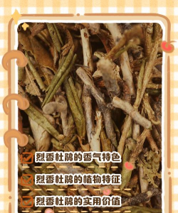 烈香杜鹃怎么养