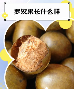 罗汉果是什么