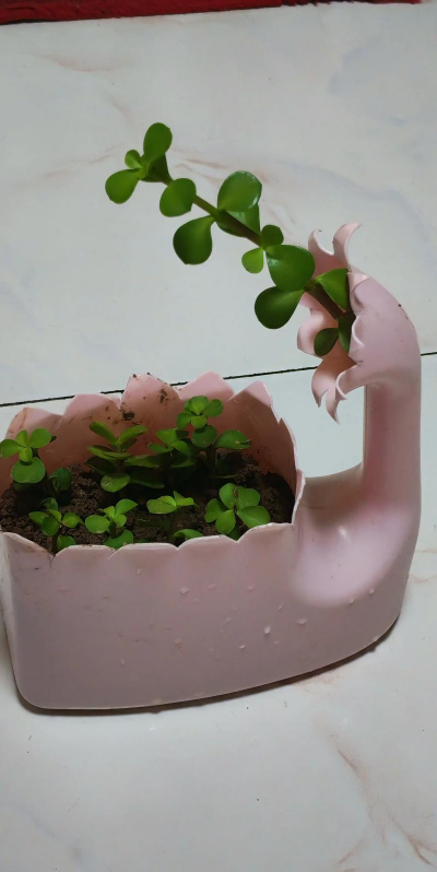 小众送妈妈的花有哪些花