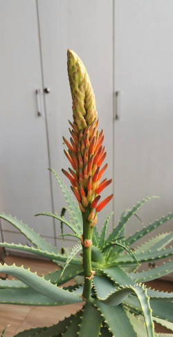 小众送妈妈的花有哪些花