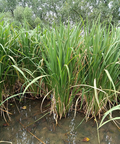 茭白是什么植物