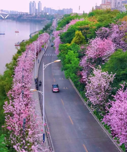 小众送妈妈的花有哪些花