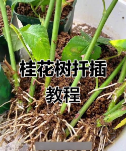 小众送妈妈的花有哪些花