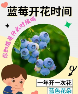 蓝莓什么时候成熟