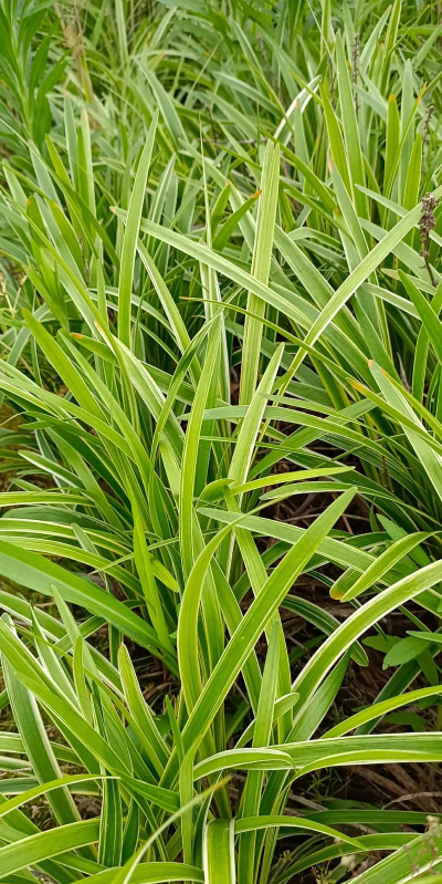 金边麦冬一平米种多少