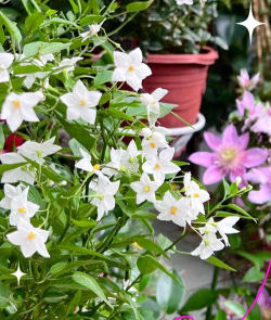 小众送妈妈的花有哪些花