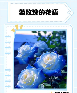 小众送妈妈的花有哪些花