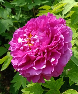 小众送妈妈的花有哪些花