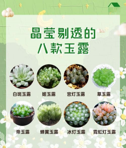 玉露品种有哪些