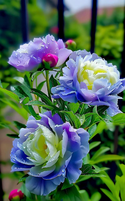 小众送妈妈的花有哪些花