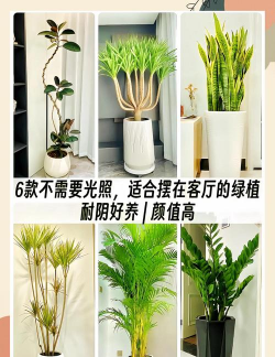 17种不需要阳光也能养的室内植物都有哪些