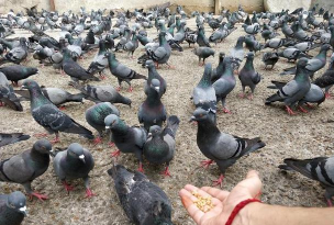 小众送妈妈的花有哪些花