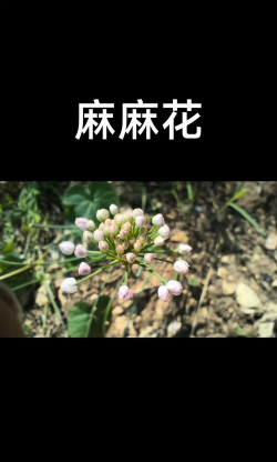 小众送妈妈的花有哪些花