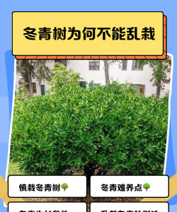 门口为什么不让种冬青