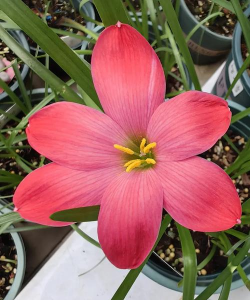 小众送妈妈的花有哪些花