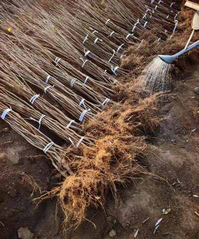 小众送妈妈的花有哪些花