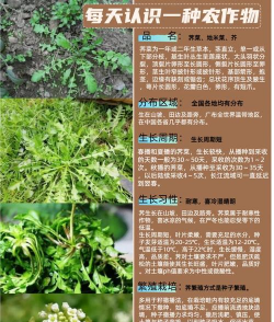露天荠菜几月份种植