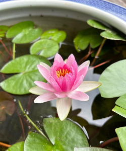 小众送妈妈的花有哪些花