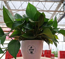 小众送妈妈的花有哪些花