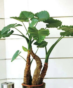 小众送妈妈的花有哪些花