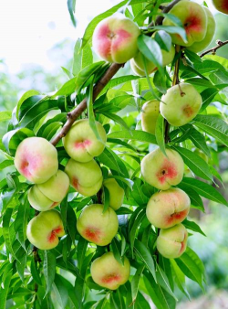 小众送妈妈的花有哪些花