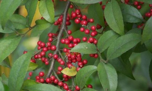 北美红果冬青花语