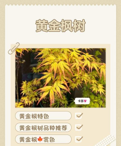黄金枫的养殖方法和注意事项