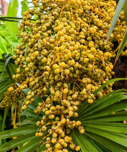 小众送妈妈的花有哪些花