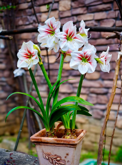 小众送妈妈的花有哪些花