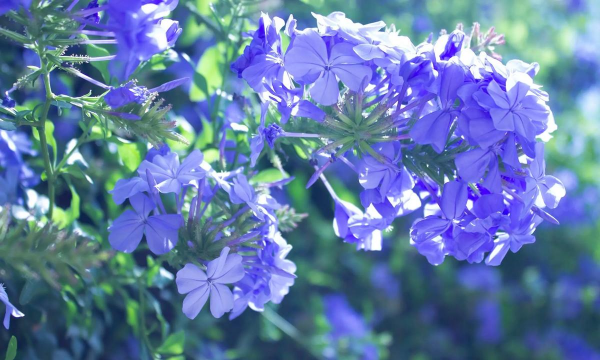 小众送妈妈的花有哪些花