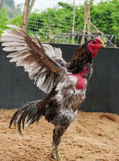 小众送妈妈的花有哪些花