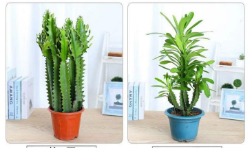 小众送妈妈的花有哪些花