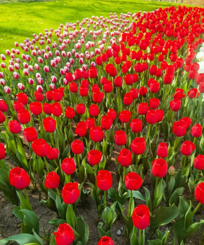 小众送妈妈的花有哪些花