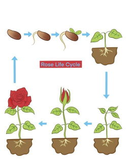 小众送妈妈的花有哪些花