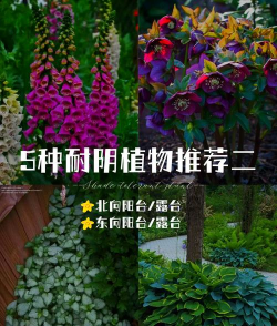 耐阴的室外植物