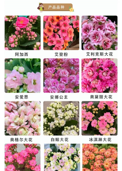 小众送妈妈的花有哪些花