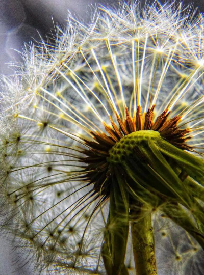 小众送妈妈的花有哪些花