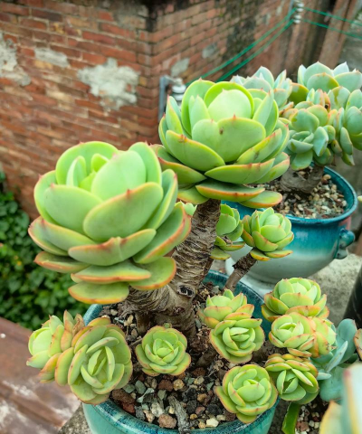 小众送妈妈的花有哪些花