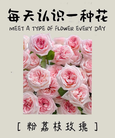 小众送妈妈的花有哪些花