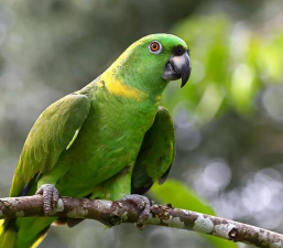 小众送妈妈的花有哪些花