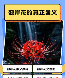 小众送妈妈的花有哪些花