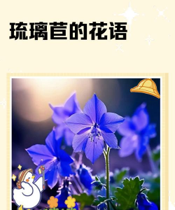 琉璃苣的花语是什么