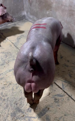 小众送妈妈的花有哪些花